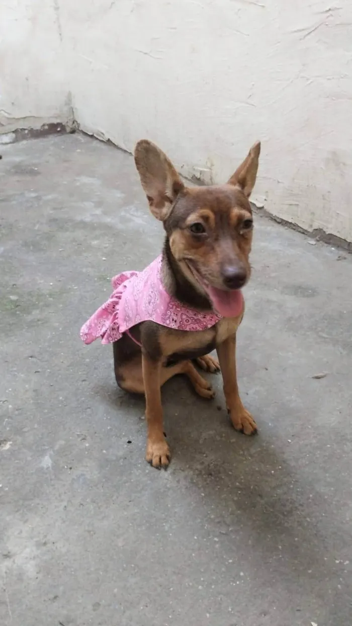 Cachorro ra a SRD-ViraLata idade 2 anos nome Kiara