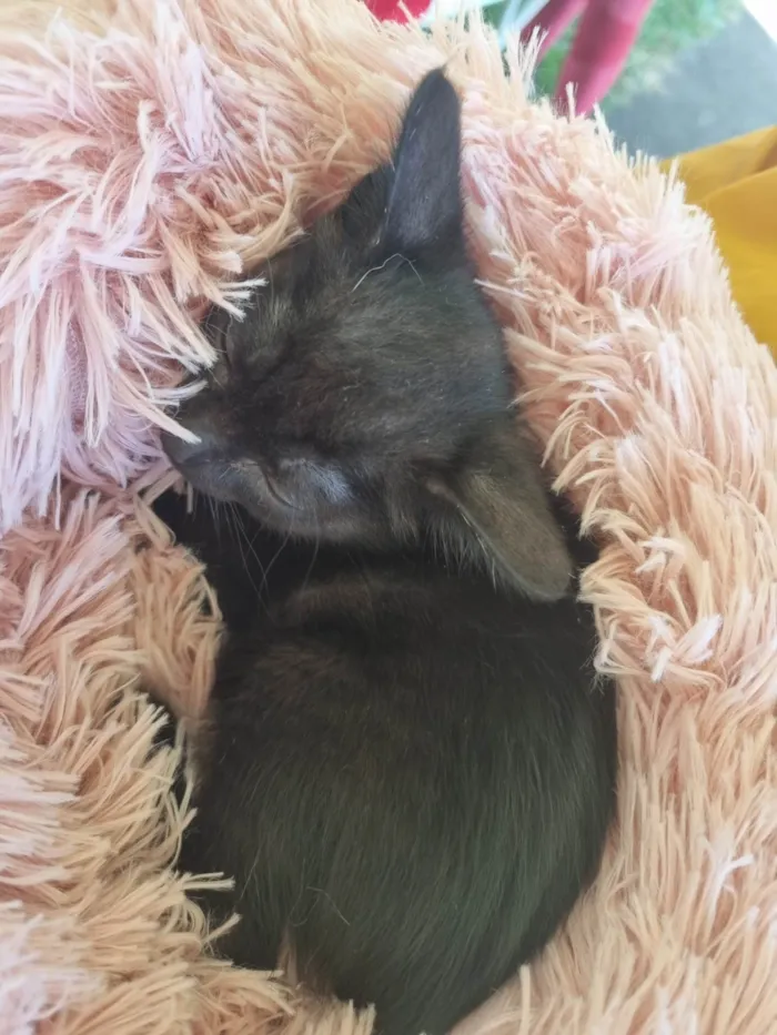 Gato ra a SRD-ViraLata idade 2 a 6 meses nome Pretinha