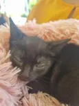Pretinha