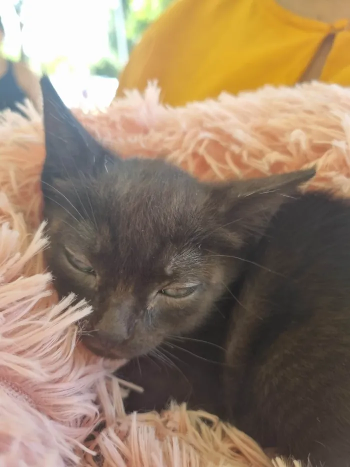 Gato ra a SRD-ViraLata idade 2 a 6 meses nome Pretinha