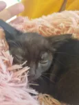 Pretinha