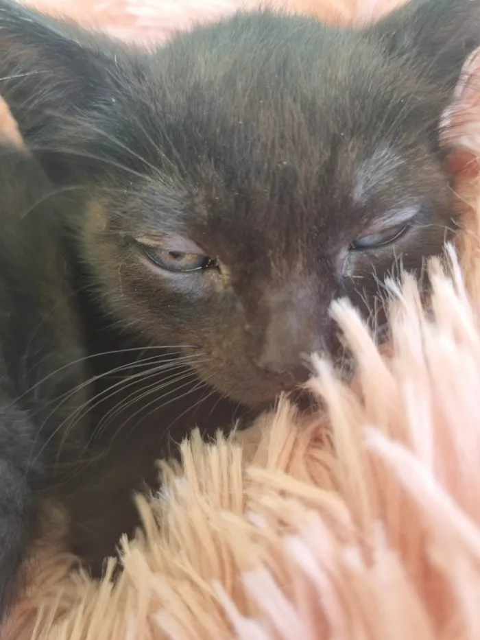 Gato ra a SRD-ViraLata idade 2 a 6 meses nome Pretinha