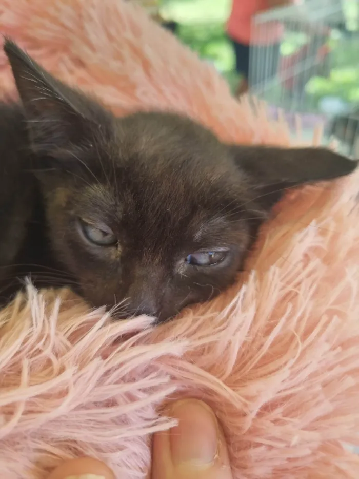 Gato ra a SRD-ViraLata idade 2 a 6 meses nome Pretinha