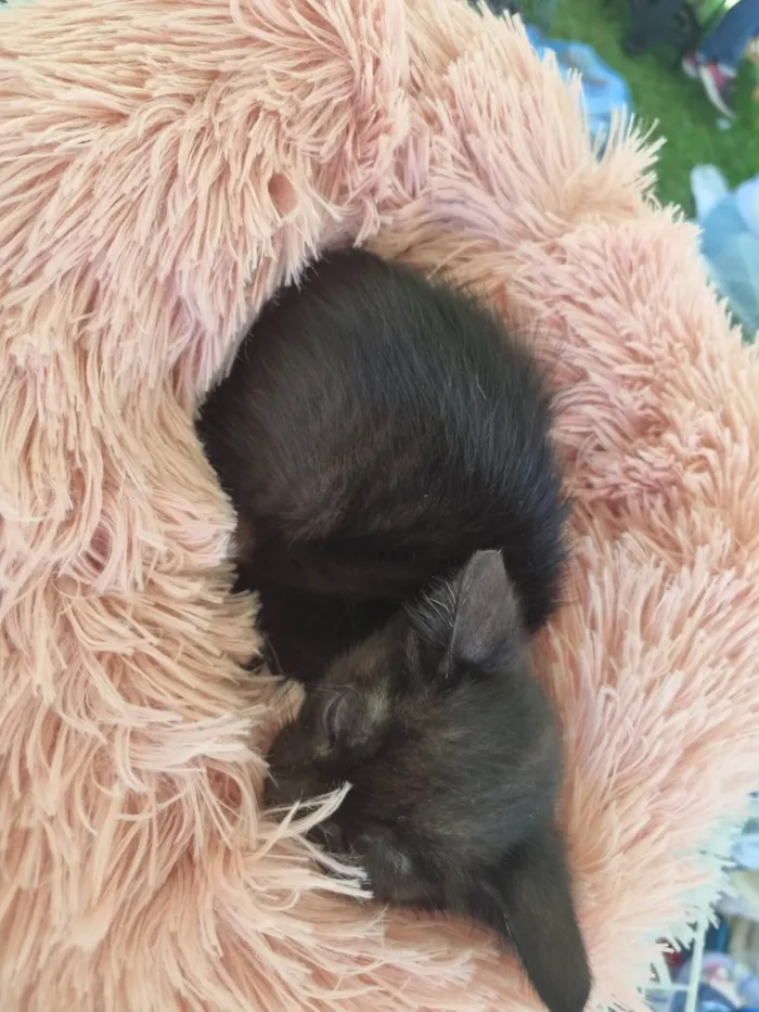 Gato ra a SRD-ViraLata idade 2 a 6 meses nome Pretinha
