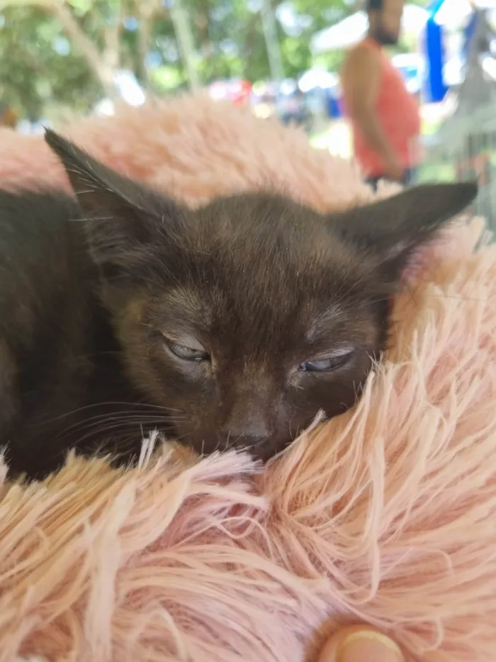 Gato ra a SRD-ViraLata idade 2 a 6 meses nome Pretinha