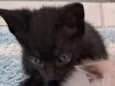 Pretinha