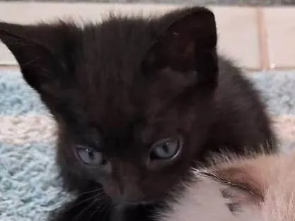 Gato ra a SRD-ViraLata idade 2 a 6 meses nome Pretinha