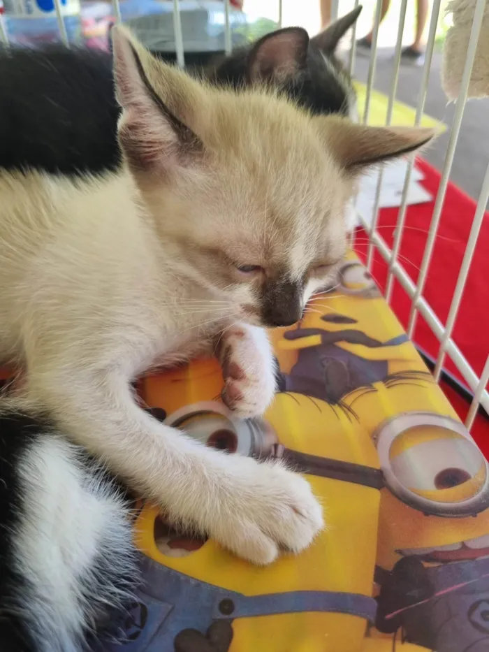 Gato ra a SRD-ViraLata idade 2 a 6 meses nome Romeu