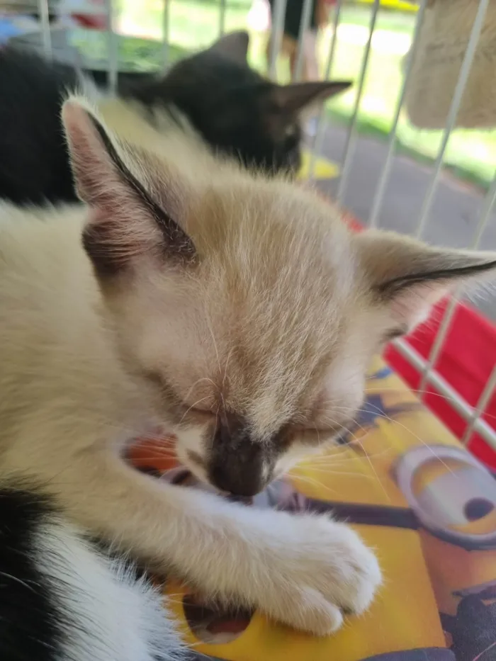 Gato ra a SRD-ViraLata idade 2 a 6 meses nome Romeu
