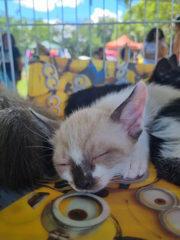 Gato ra a SRD-ViraLata idade 2 a 6 meses nome Romeu