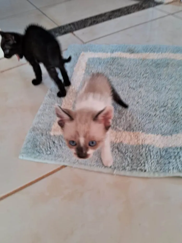 Gato ra a SRD-ViraLata idade 2 a 6 meses nome Romeu