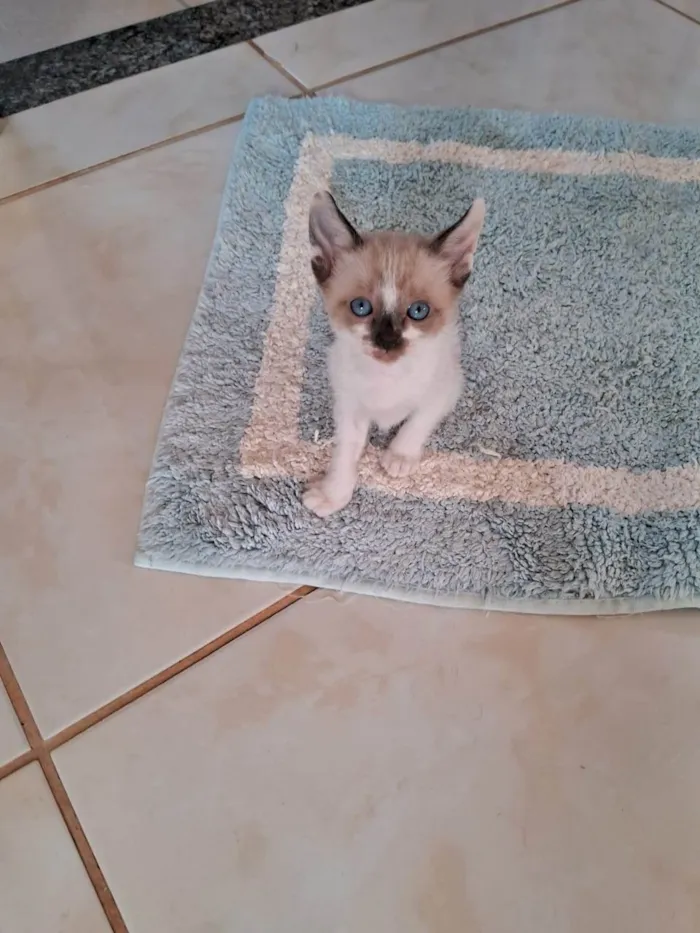 Gato ra a SRD-ViraLata idade 2 a 6 meses nome Romeu