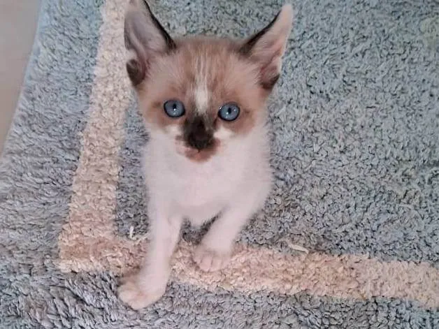 Gato ra a SRD-ViraLata idade 2 a 6 meses nome Romeu