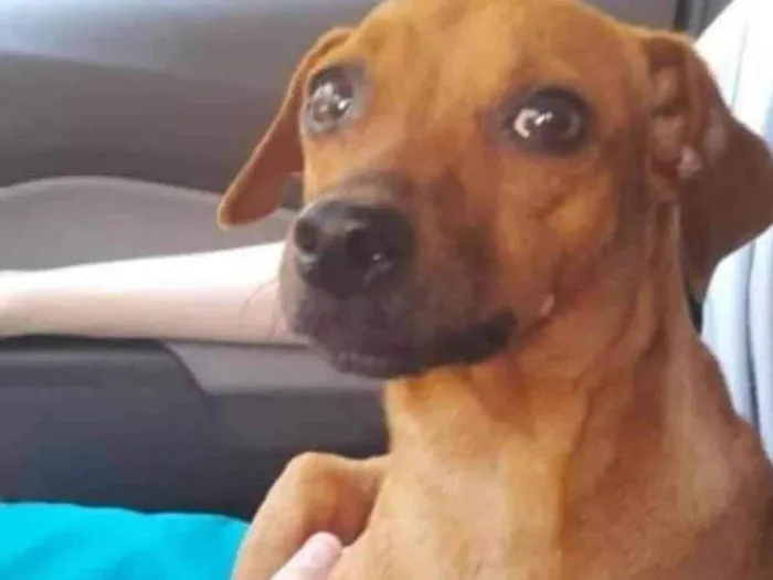 Cachorro ra a SRD-ViraLata idade 2 anos nome Fanny