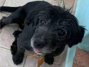 Cachorro raça SRD-ViraLata idade 5 anos nome Marley