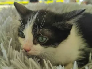 Gato raça SRD-ViraLata idade 2 a 6 meses nome Frajolinha