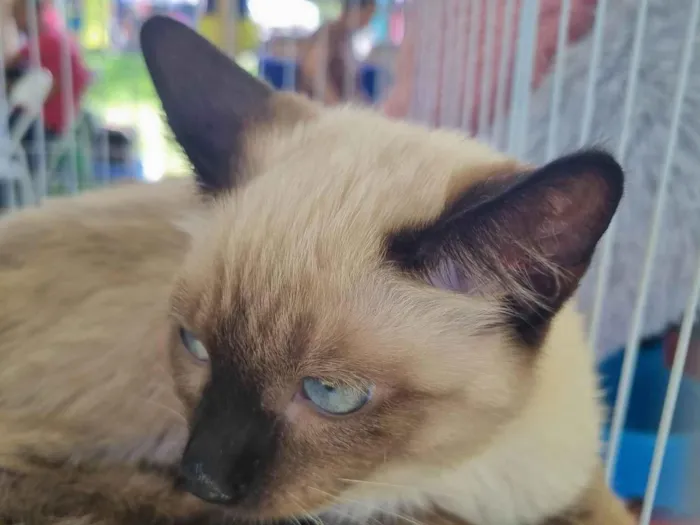 Gato ra a SRD-ViraLata idade 2 a 6 meses nome Bebel