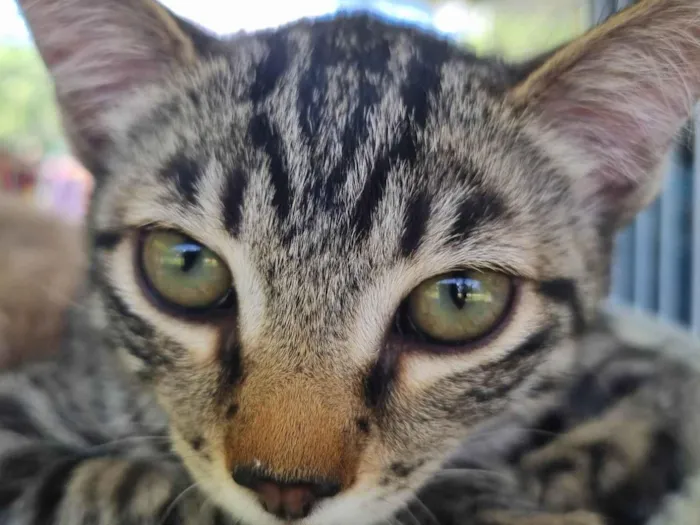 Gato ra a SRD-ViraLata idade 2 a 6 meses nome Pituchinha