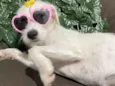 Penélope 
