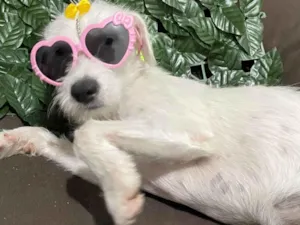 Cachorro raça SRD-ViraLata idade 1 ano nome Penélope 