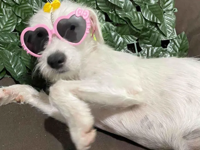 Cachorro ra a SRD-ViraLata idade 1 ano nome Penélope 