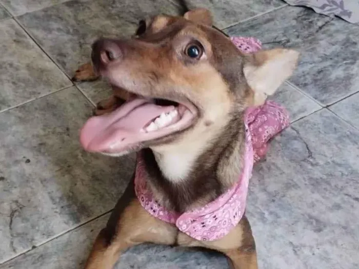Cachorro ra a SRD-ViraLata idade 2 anos nome Kiara