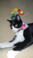 Lua