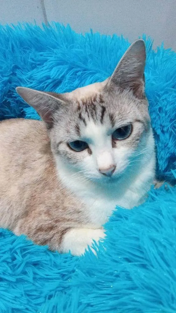 Gato ra a Srd idade 7 a 11 meses nome Jolie