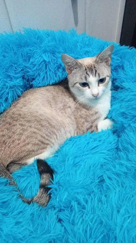 Gato ra a Srd idade 7 a 11 meses nome Jolie