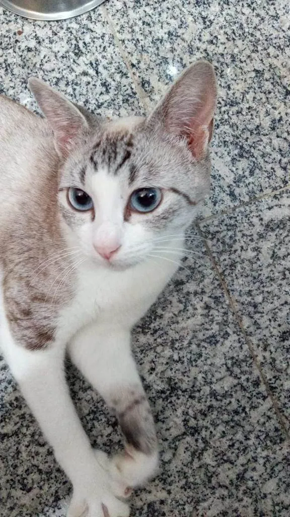 Gato ra a Srd idade 7 a 11 meses nome Jolie