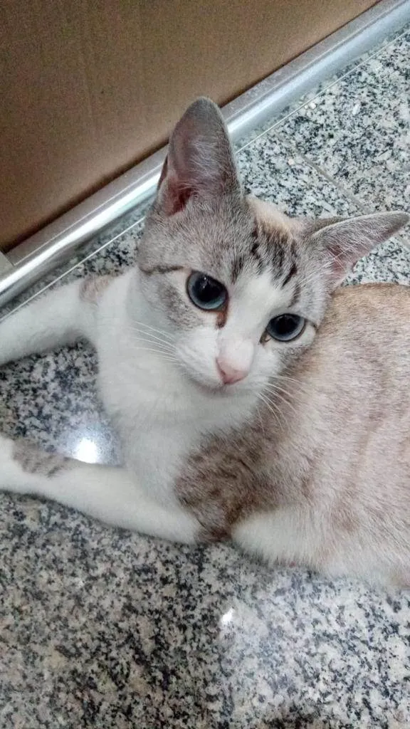 Gato ra a Srd idade 7 a 11 meses nome Jolie