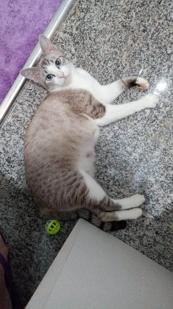 Gato ra a Srd idade 7 a 11 meses nome Jolie