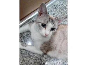 Gato raça Srd idade 7 a 11 meses nome Jolie