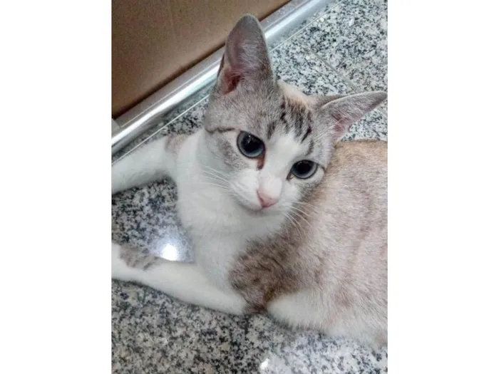 Gato ra a Srd idade 7 a 11 meses nome Jolie