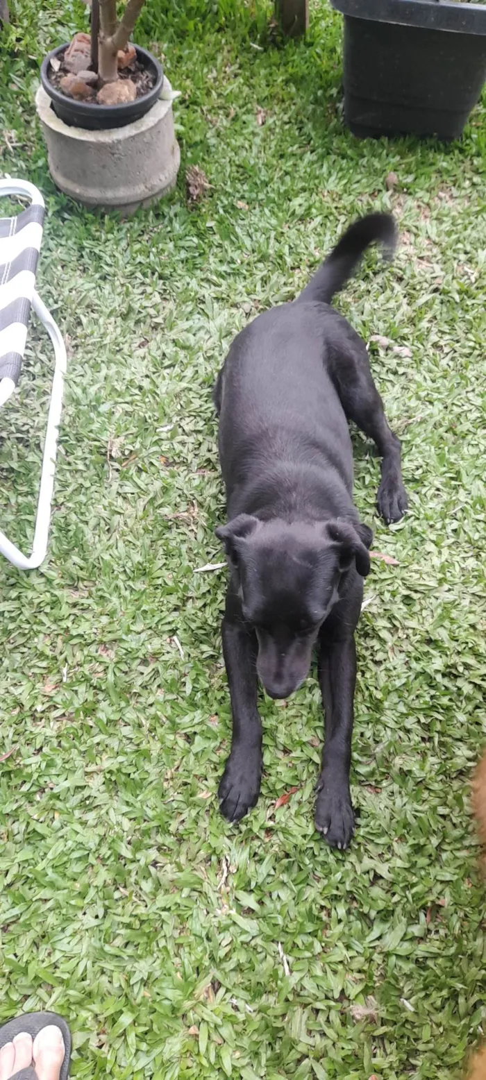 Cachorro ra a Indefinida  idade 3 anos nome Cacao