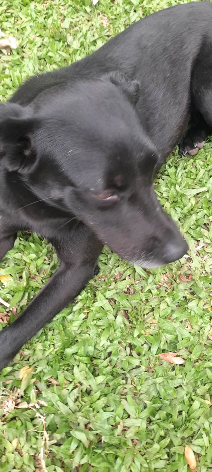 Cachorro ra a Indefinida  idade 3 anos nome Cacao