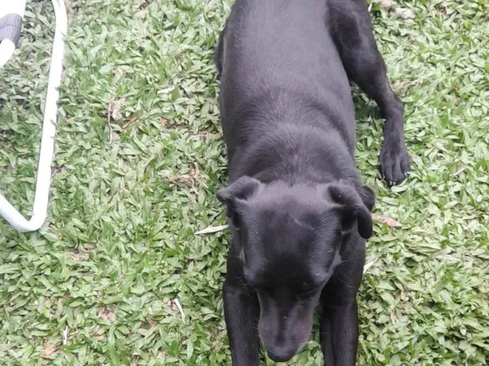 Cachorro ra a Indefinida  idade 3 anos nome Cacao