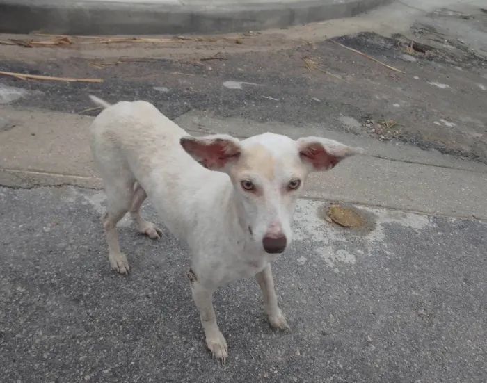 Cachorro ra a SRD-ViraLata idade 7 a 11 meses nome Luna