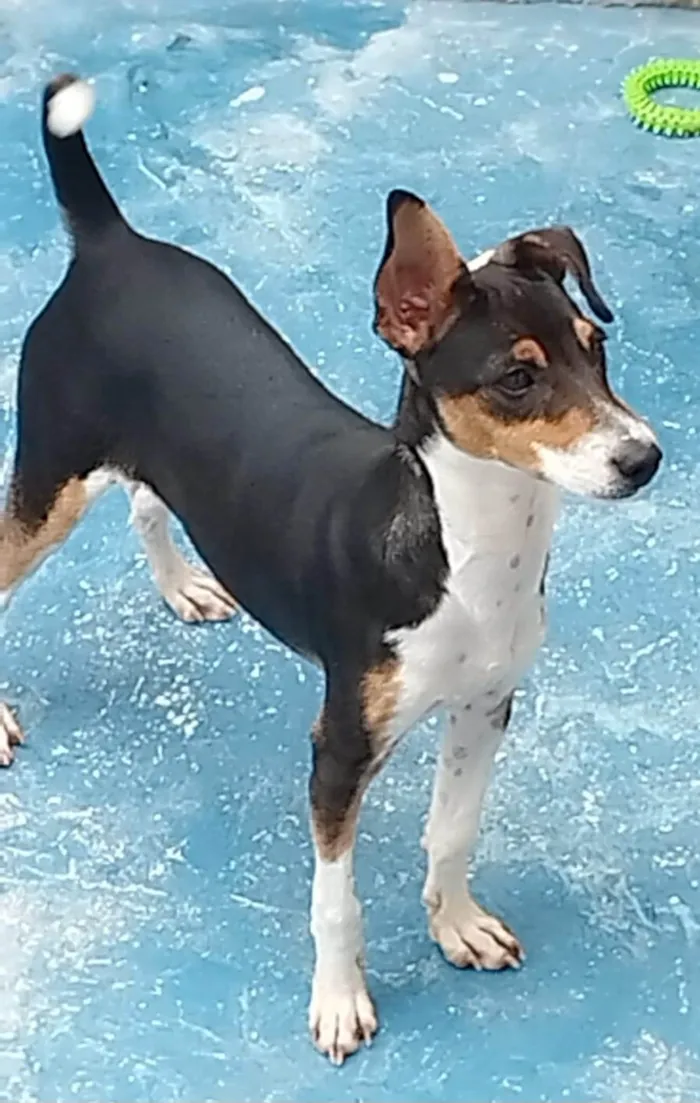 Cachorro ra a Mestiço de fox Paulista  idade 2 a 6 meses nome Maylo