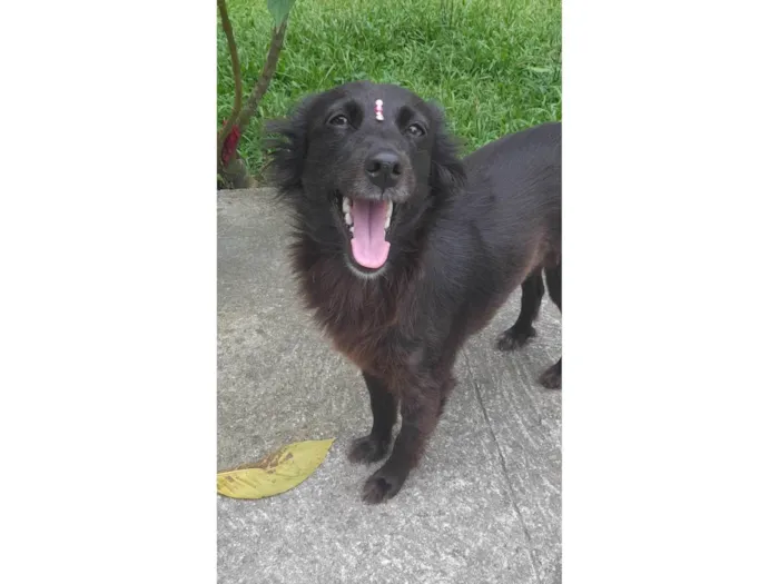 Cachorro ra a SRD-ViraLata idade 1 ano nome Amora 