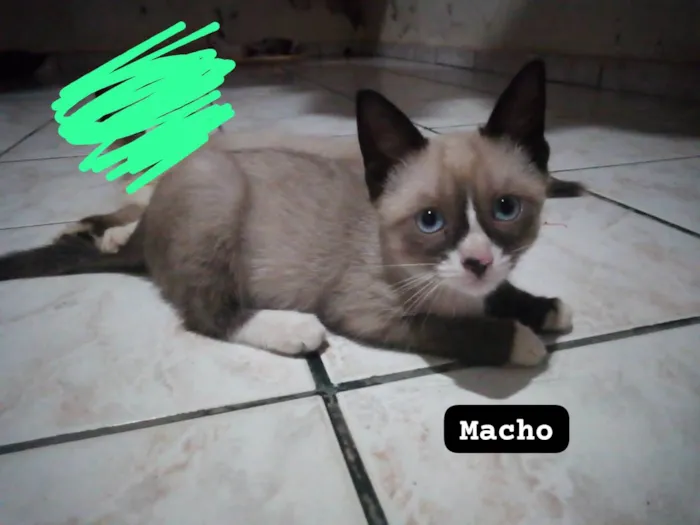 Gato ra a Siamês  idade 2 a 6 meses nome Sem nome 