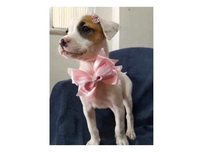 Cachorro ra a SRD-ViraLata idade 2 a 6 meses nome Taylor