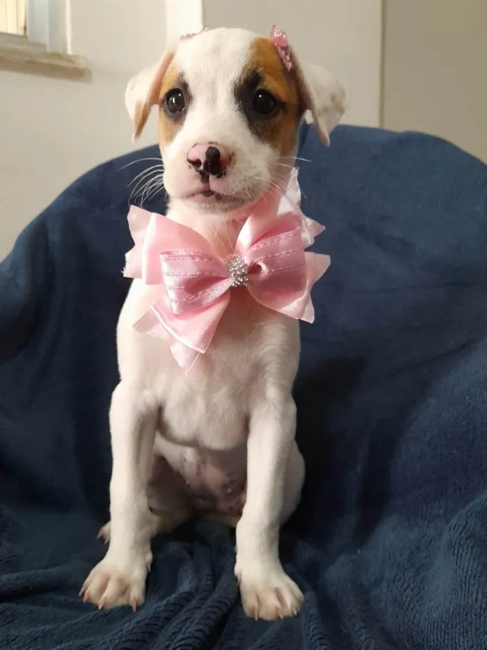 Cachorro ra a SRD-ViraLata idade 2 a 6 meses nome Taylor