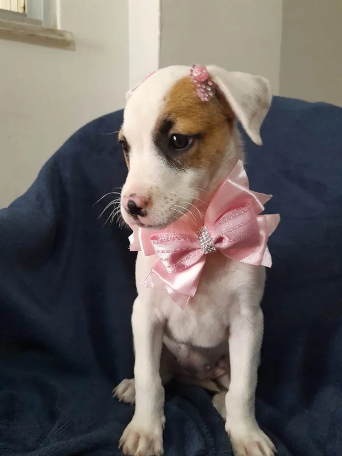 Cachorro ra a SRD-ViraLata idade 2 a 6 meses nome Taylor