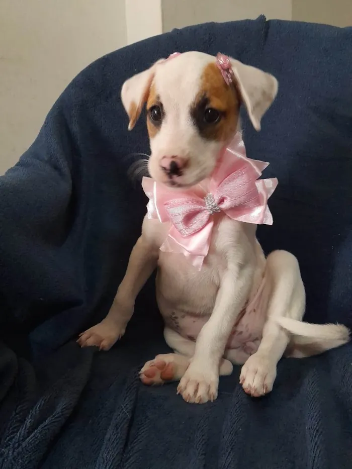 Cachorro ra a SRD-ViraLata idade 2 a 6 meses nome Taylor