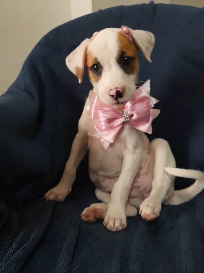 Cachorro ra a SRD-ViraLata idade 2 a 6 meses nome Taylor