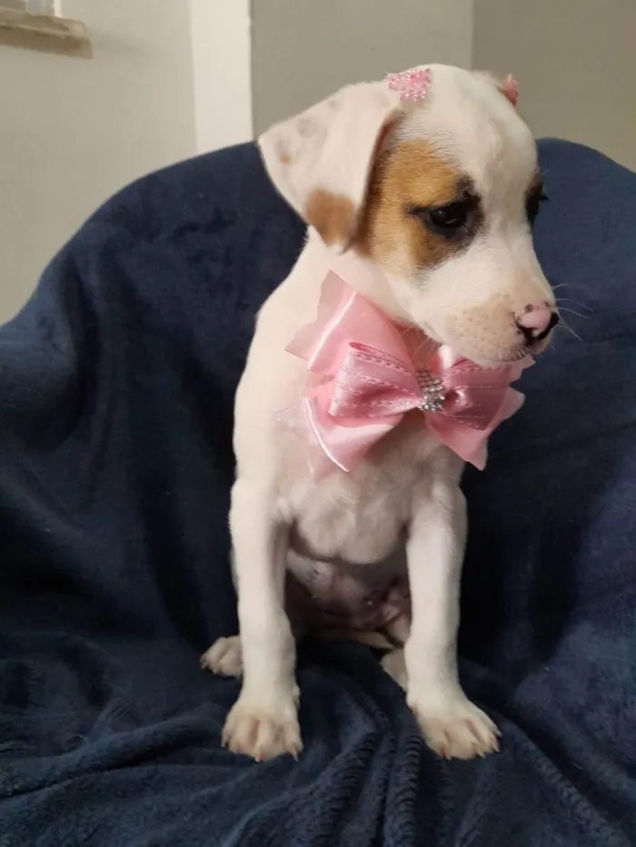 Cachorro ra a SRD-ViraLata idade 2 a 6 meses nome Taylor