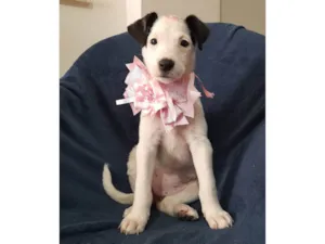 Cachorro raça SRD-ViraLata idade 2 a 6 meses nome Serena