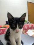Zaya