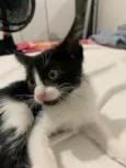Zaya